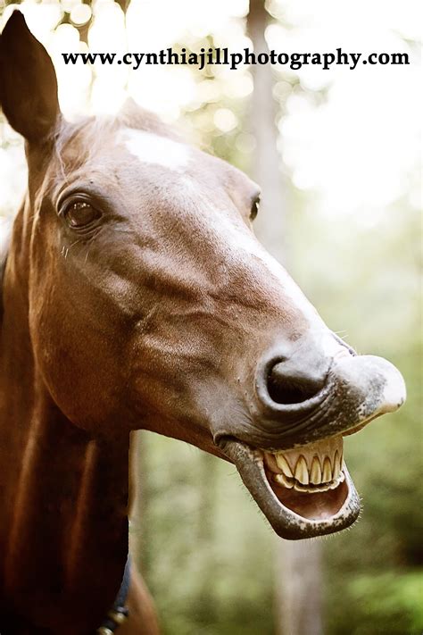 picture of a horse smiling|horses smiling with teeth.